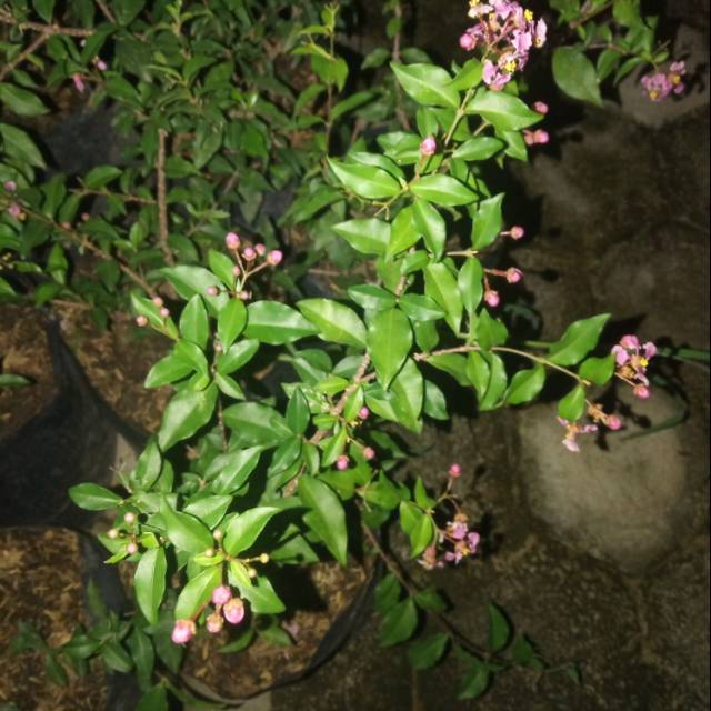 Bibit sakura mikro bahan bonsai