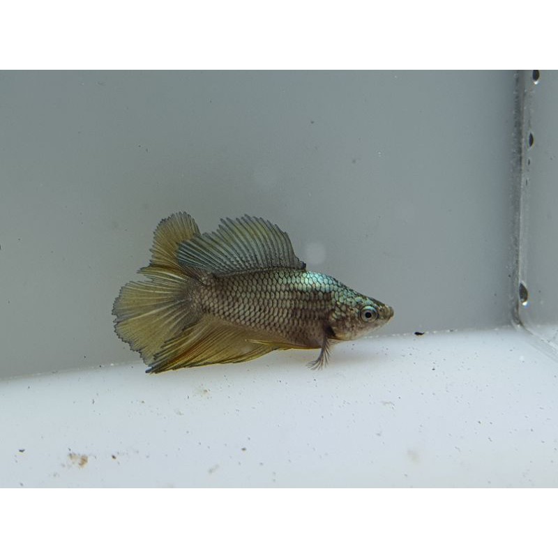 (TIDAK RANDOM) Halfmoon DoubleTail bonsai cooper gold yellow