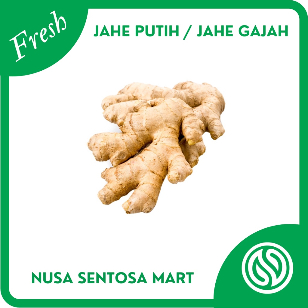 

Bumbu Jahe Putih – Jahe Gajah Segar – 250g