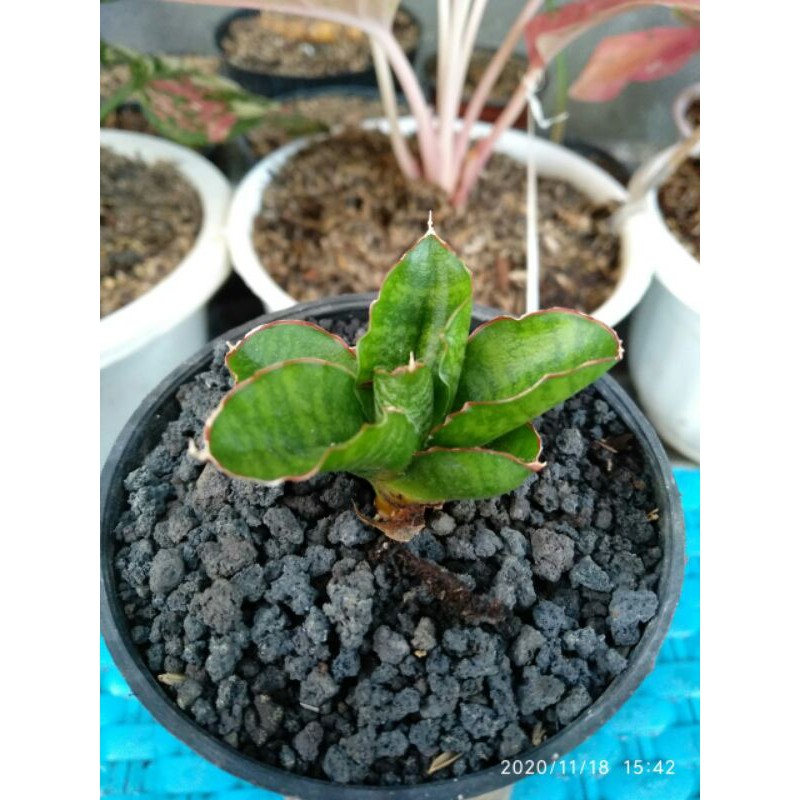 Tanaman hias mini sansevieria / sansivera hybrid srikandi