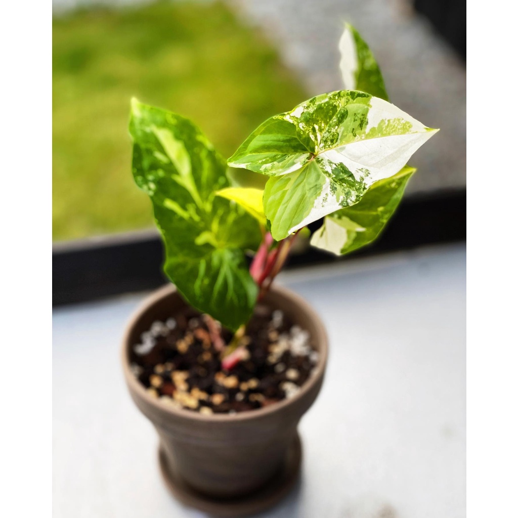 Tanaman hias syngonium variegata albo - SYNGONIUM ALBO