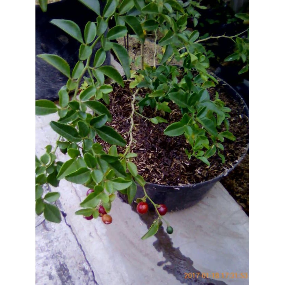 Bibit tanaman buah Jeruk Kingkit