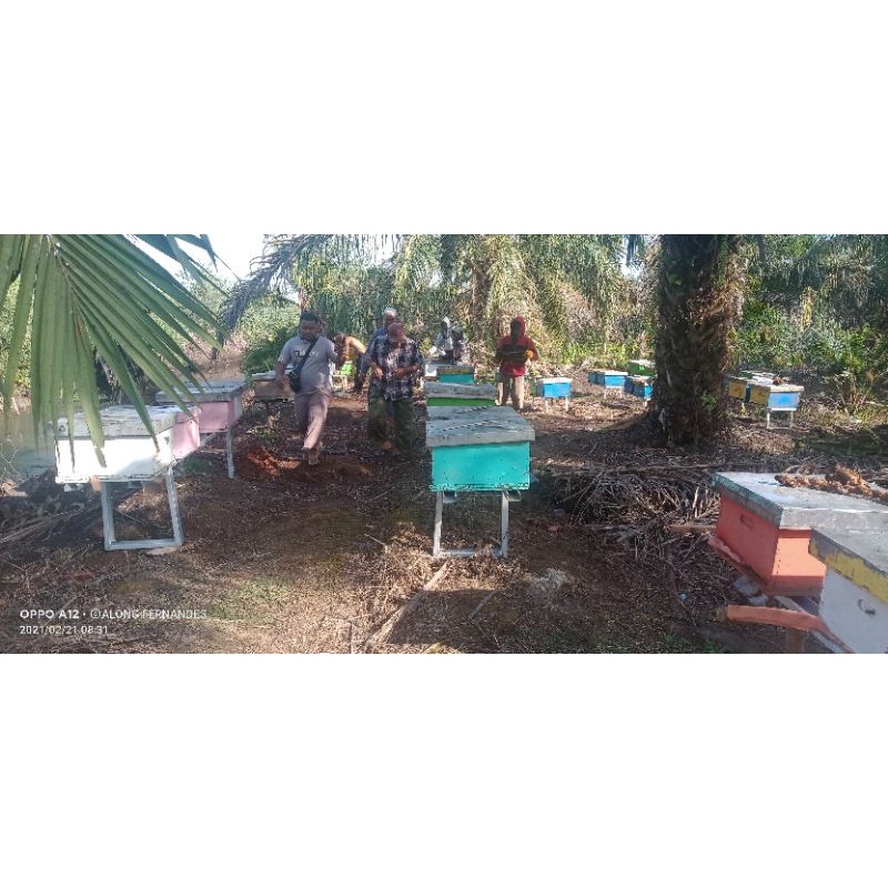 bibit lebah madu  ratu produktif koloni aktif