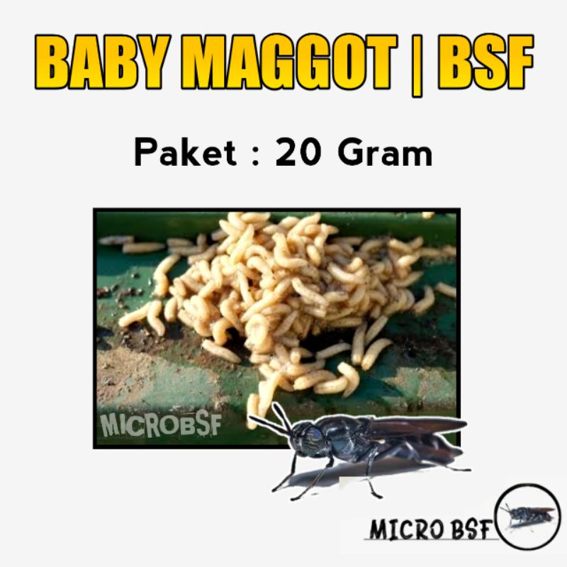 Jual Baby Maggot atau Maggot Kecil Baru Paket 20 Gram Shopee