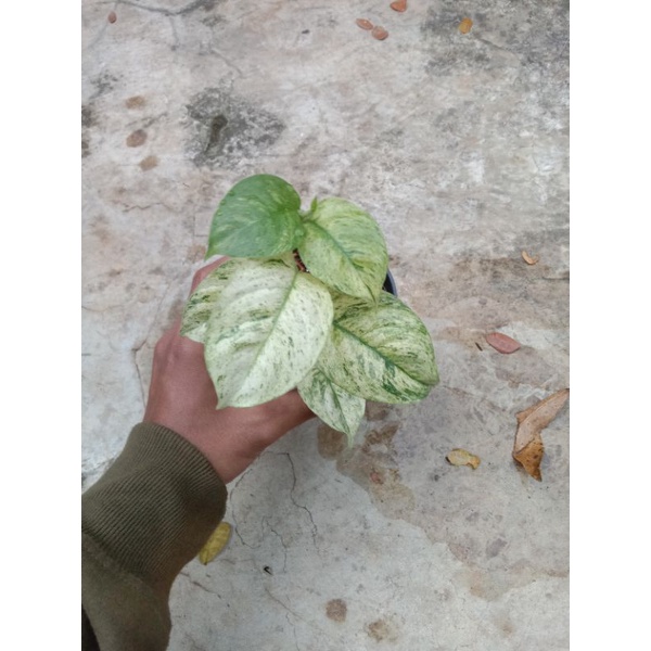 Rhapidopora Puberula varigata