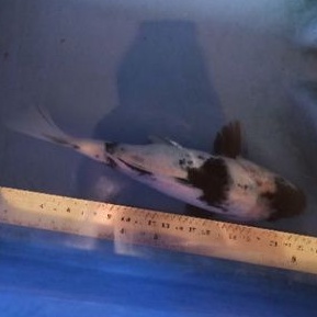 Ikan koi shiro Asli Blitar pola berimbang