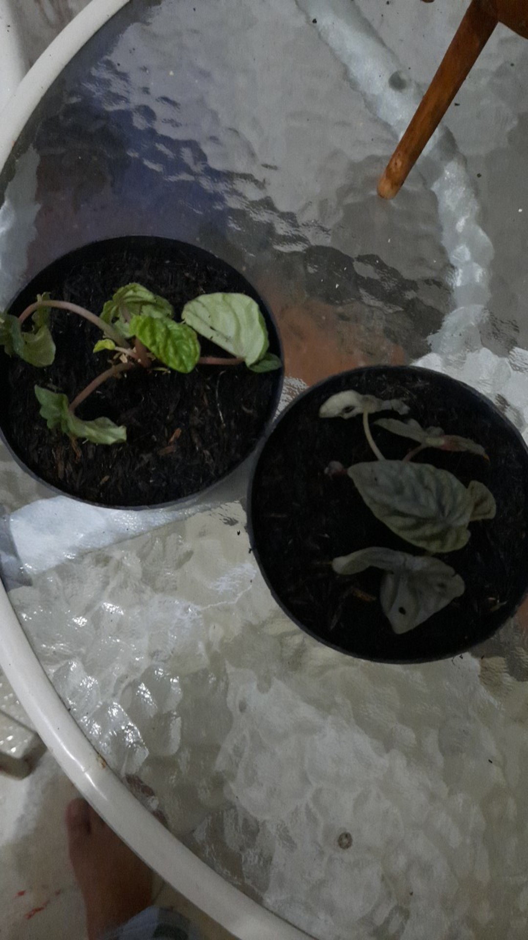 Peperomia Kerut Merah- Peperomia Caperata Red Riple