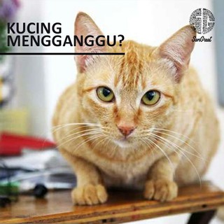 Alat Pengusir Kucing Bye Bye Cat Gel 100 g dan Spray 100 ml,non