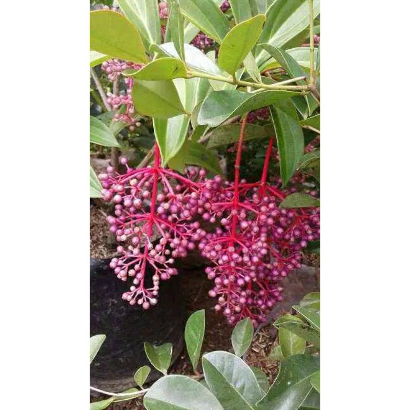 

termurah jual Buah parijoto 500 gram
