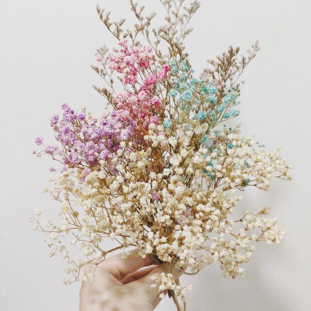 Benih Bibit Biji - Bunga Baby Breath Mix Warna Gypsophila Elegans Mixed Flower Seeds - IMPORT