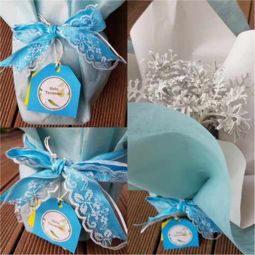 

FRESH extra bungkus kado hadiah tanaman gift packaging pita ISTIMEWA
