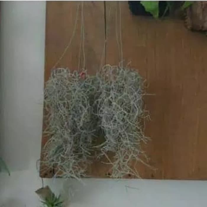 Jenggot musa jenggot nabi tilandsia tanaman hias bunga hias