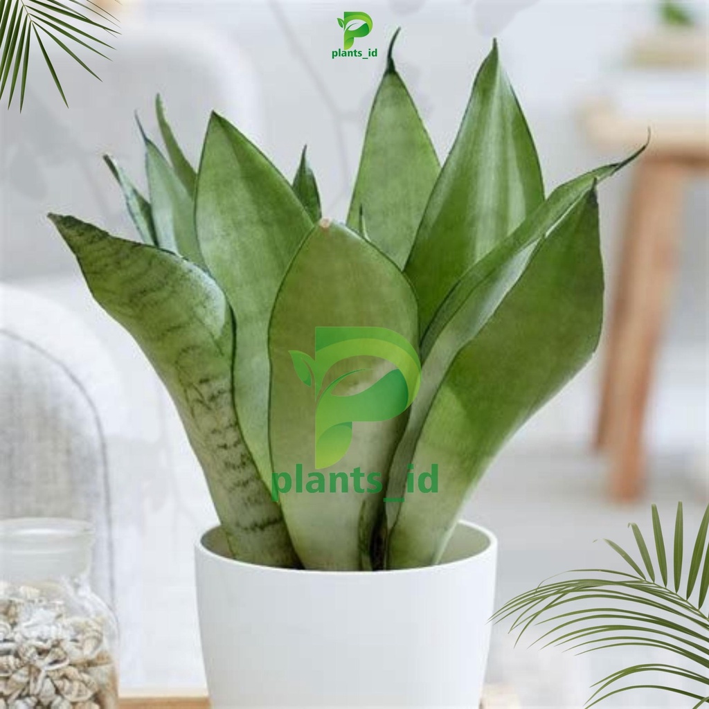 Sansevieria Moonshine Tanaman Hias Lidah Mertua Sanseviera Sansevieria Moonshine Sansevieria Moonshi