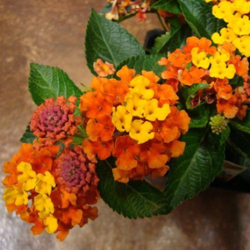 Tanaman Hias Lantana Orange Cantik Kondisi Berbunga