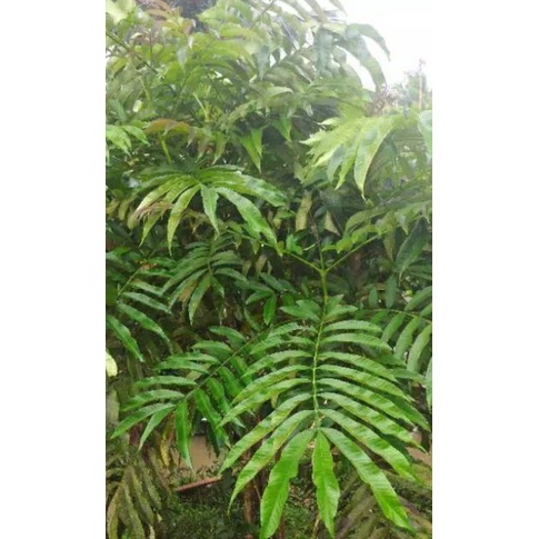 

Daun sungkai herbal 100 gram