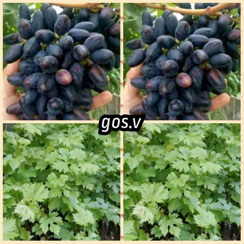 bibit anggur gosv import (stek batang)