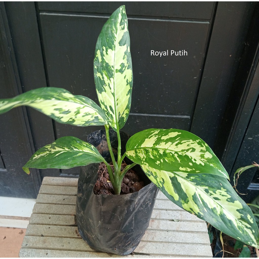 TANAMAN HIAS DIEFFENBACHIA PUERTO RICO VARIGATA / VARIEGATA