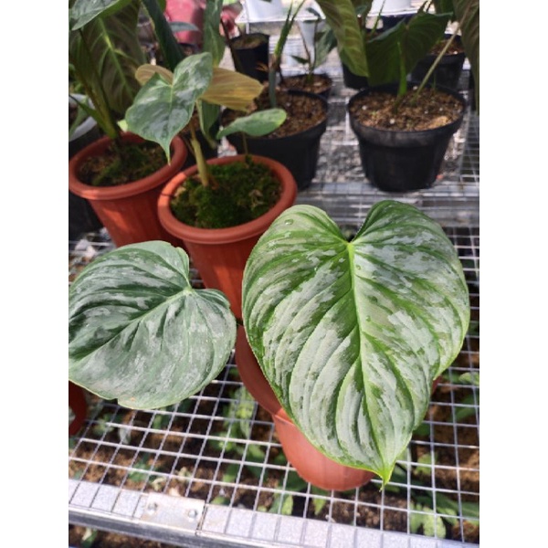 philodendron majestic