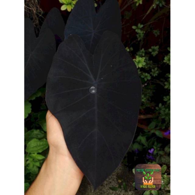 Tanaman hias colocasia black magic (keladi hitam)
