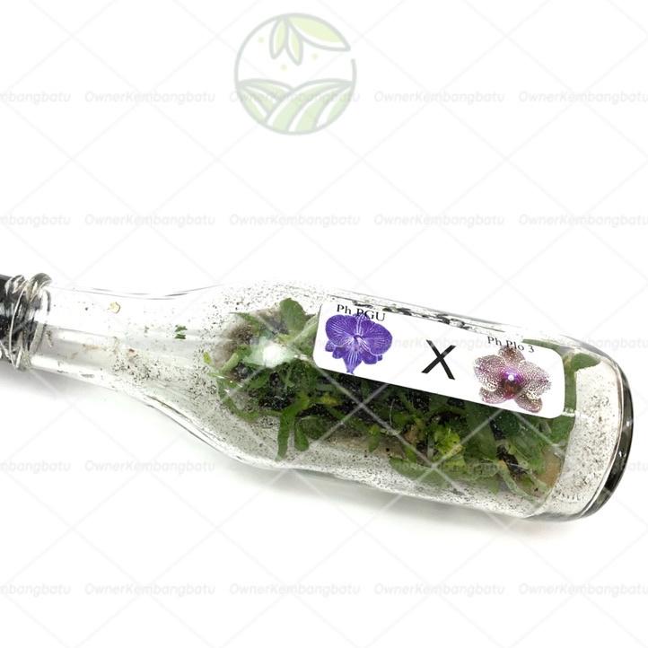 Paling Sesuai.. BIBIT ANGGREK BULAN BOTOL  anggrek bulan botol  anggrek bulan botolan - BAKUL KEMBAN