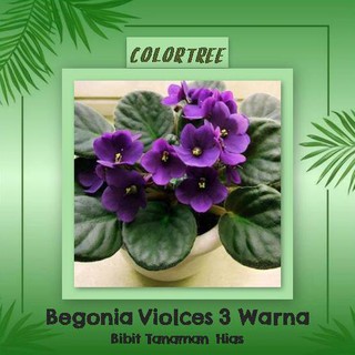 Bibit Tanaman Hias Begonia Violces 3 Warna Shopee Indonesia