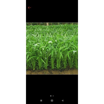 Bibit/biji kangkung  ukuran 1kg
