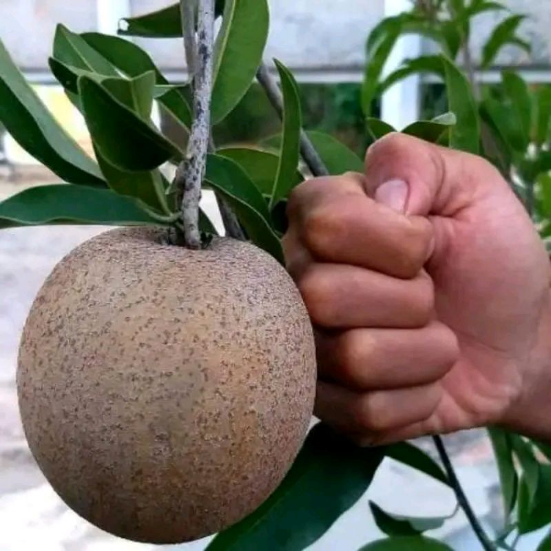 Bibit Sawo Jumbo Cangkok Cepat (Buah)