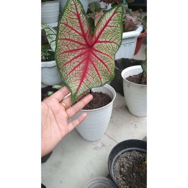 Caladium White Queen/ Dikirim Anakan