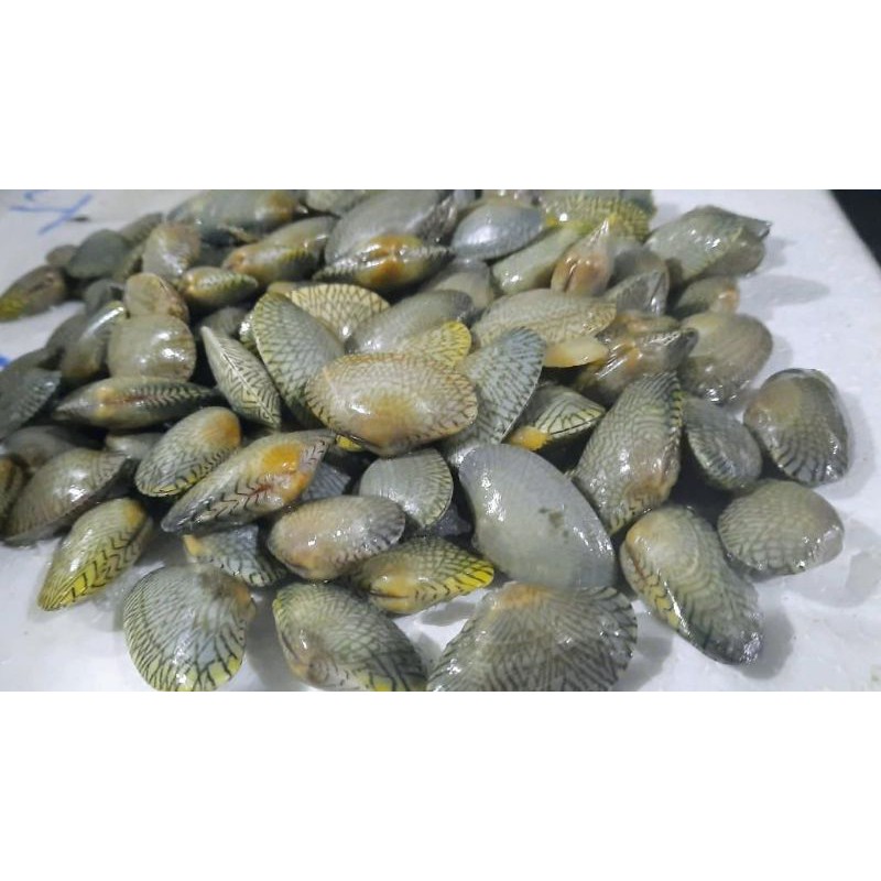 

KERANG BATIK FROZEN SEGAR 1KG