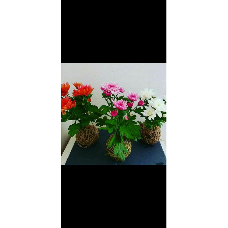 TANAMAN KRISAN ASTER + KOKEDAMA A GRADE 3 WARNA PINK, PUTIH, ORANGE | COD | PROMO