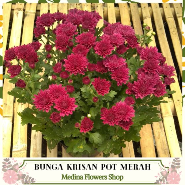 Bunga Krisan Pot Merah isi 6 pohon Shopee Indonesia Bunga Krisan Pot Merah isi 6 pohon Shopee Indonesia