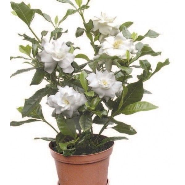 tanaman hias gardenia portuniana | tanaman hias kaca piring