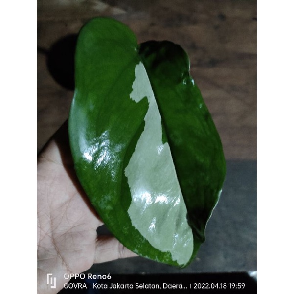 Syngonium Chiapense Varigata