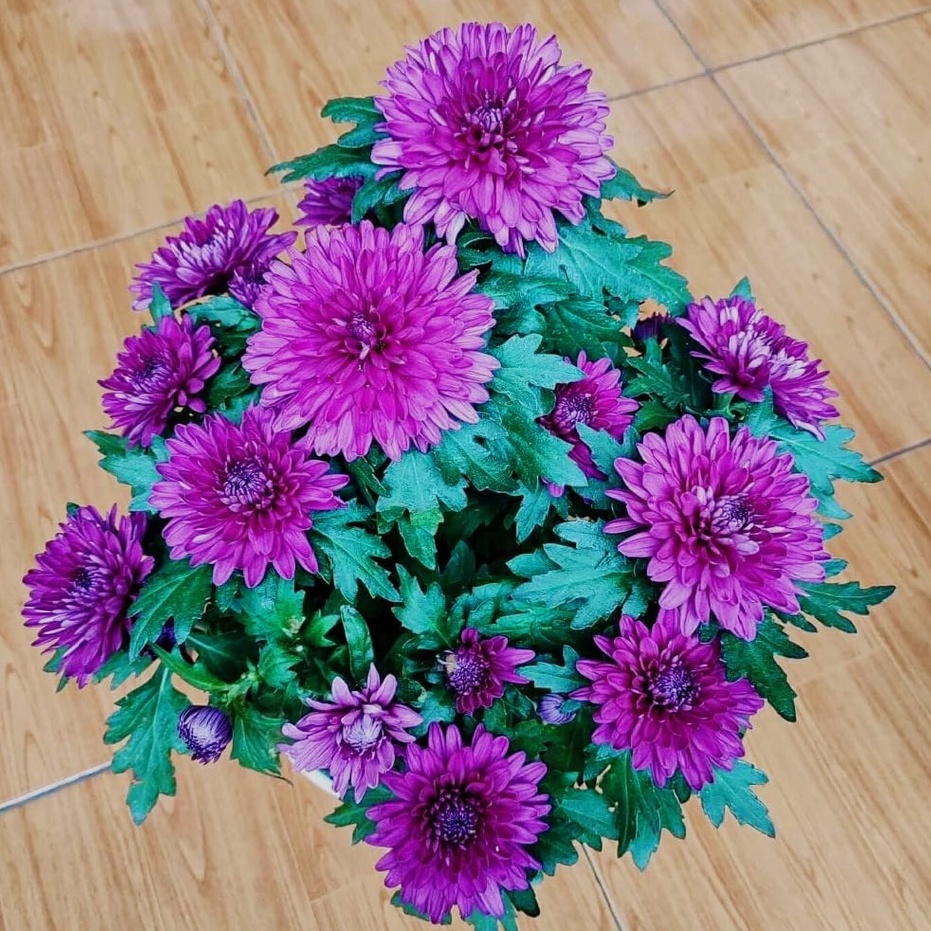 1 POT TANAMAN KRISAN ASTER WARNA UNGU