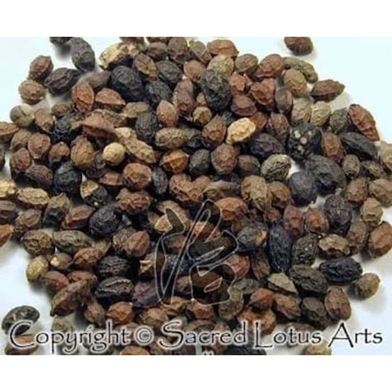 

10 G 50 GR 100 GRAM 苦参子 KU SHEN ZI 鸦胆子 YA DAN ZI JAVA BRUCEA FRUIT FRUITS