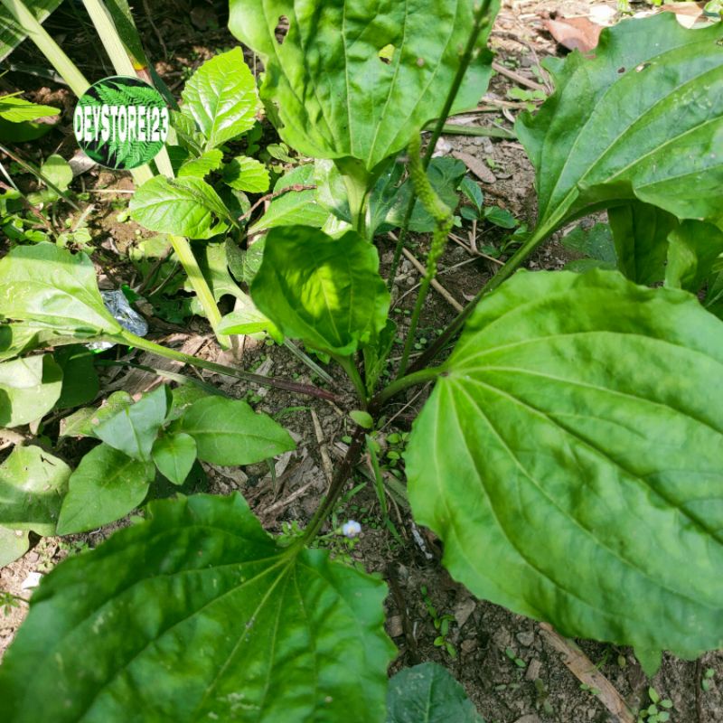 

DAUN KI URAT\DAUN SENDOK SEGAR 500 GRM BARU PETIK