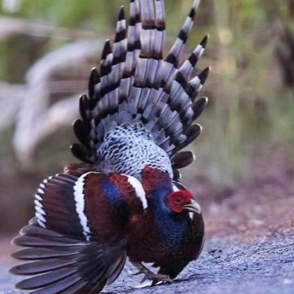 

telur ayam hias jenis humes Pheasant