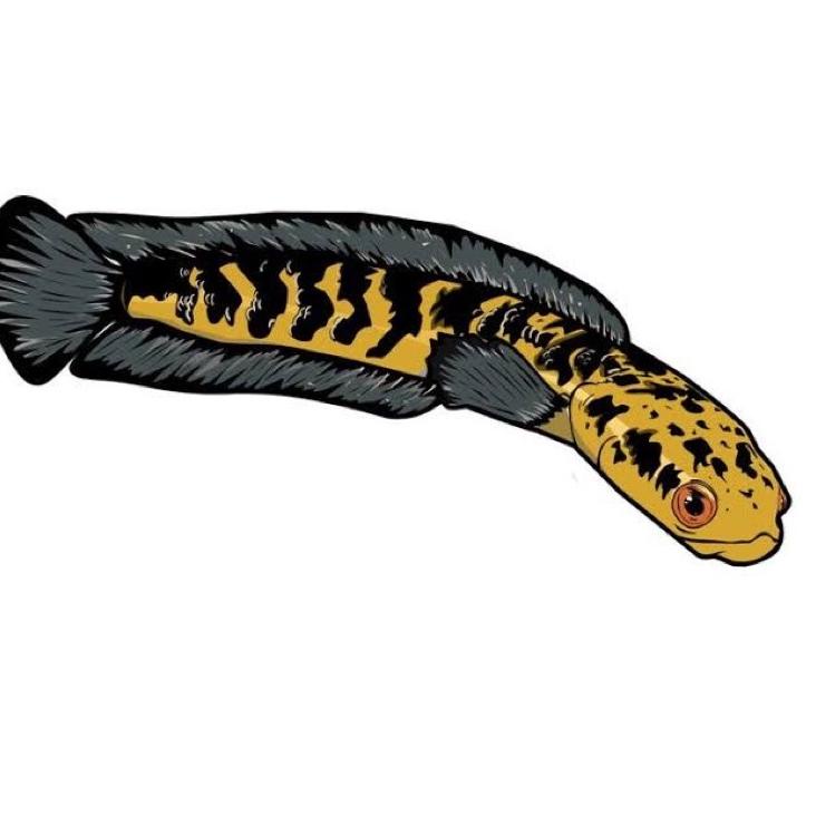 Paling Dicari.. YELLOW SENTARUM 18-20cm