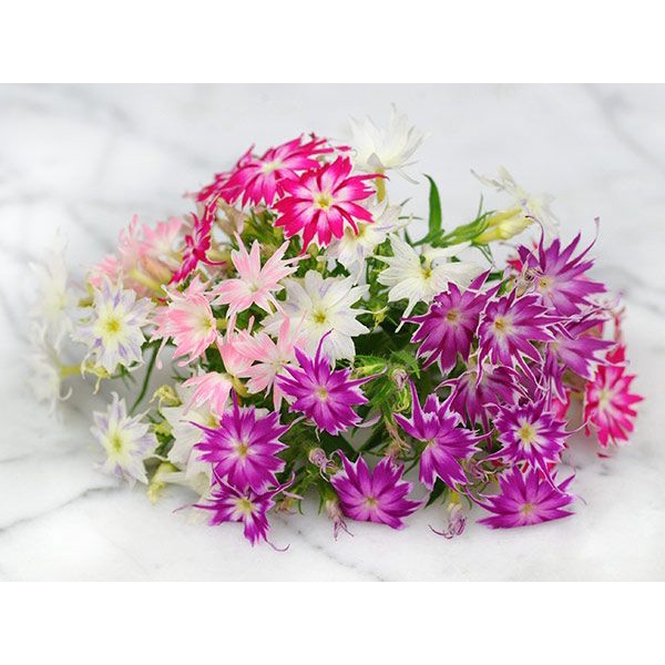 Benih Bibit Biji - Bunga Phlox Cuspidata Twinkle Mixed Flower Seeds - IMPORT