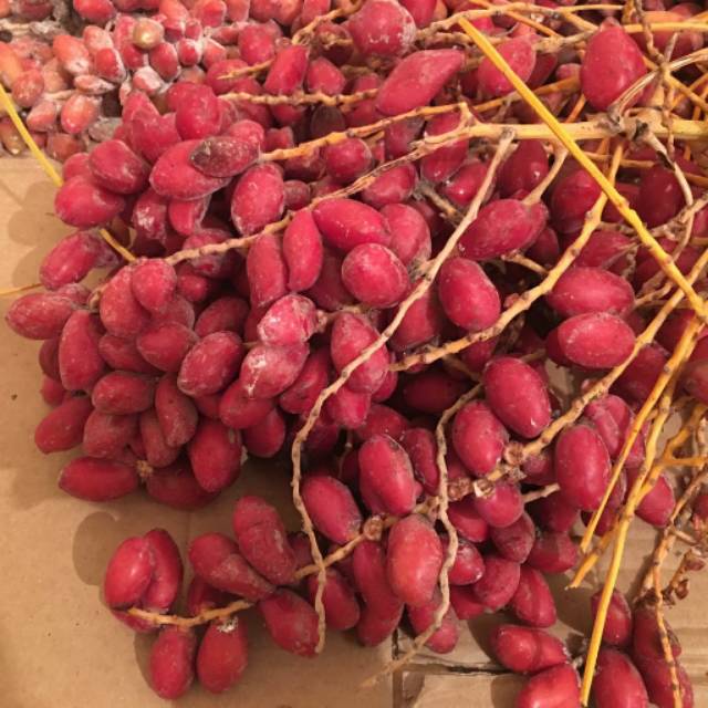

kurma muda ruthob/promil (Red Zaghoul)