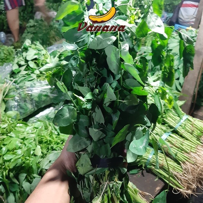 

VANANA Sayur Daun katuk 1 ikat