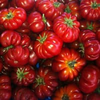 Benih Bibit Biji - Tomato Costoluto Fiorentino (Beefsteak Tomato) Seeds - IMPORT