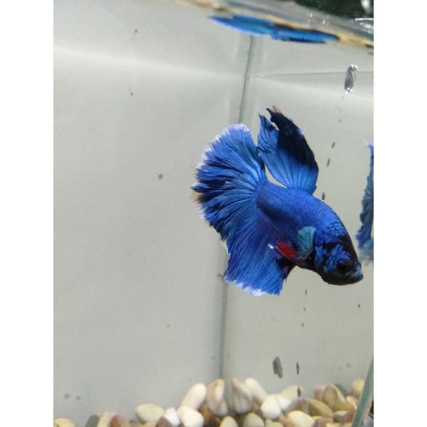 Ikan Cupang Halfmoon