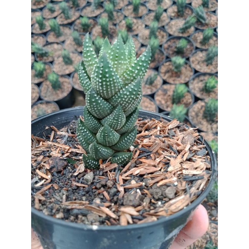 Haworthia - Haworthia spp a