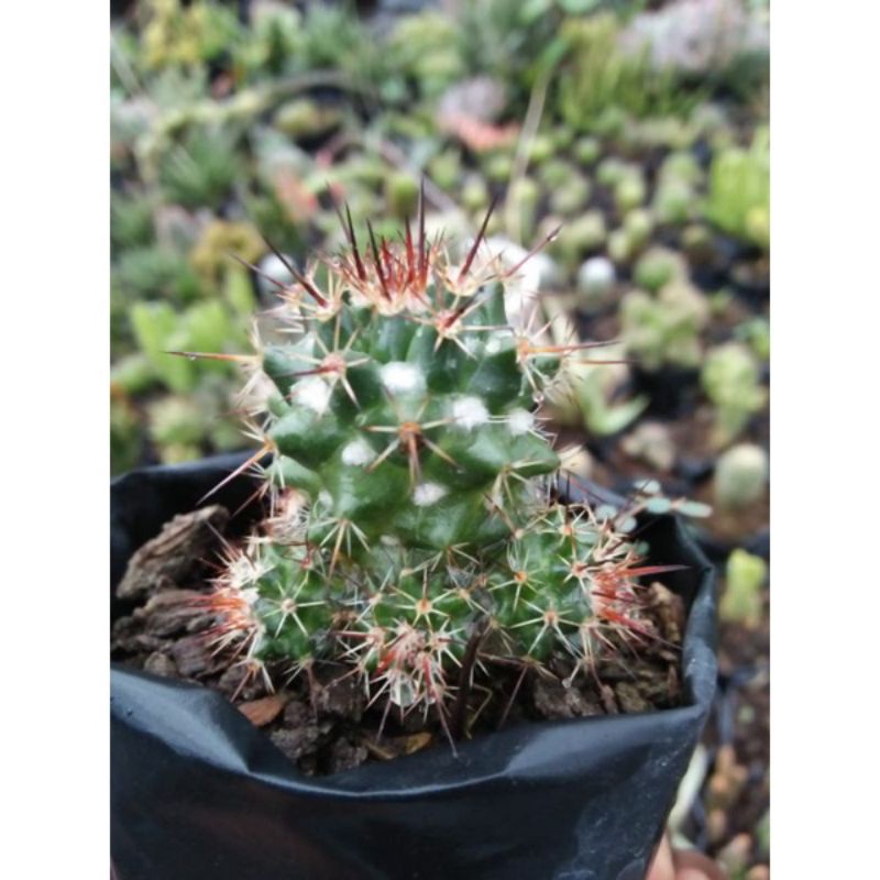 Mammillaria Voburnensis Merah Kaktus Ownroot Kaktus Hidup Kaktus Sukulen Kaktus Hidup Tanaman Hias K