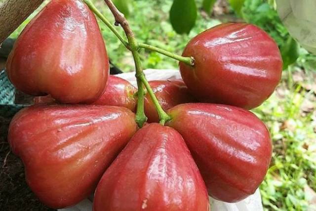 Bibit Jambu air cincalo terlaris