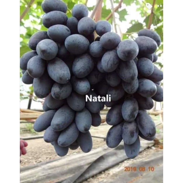 Bibit Anggur Natali Valid Rootstock Import