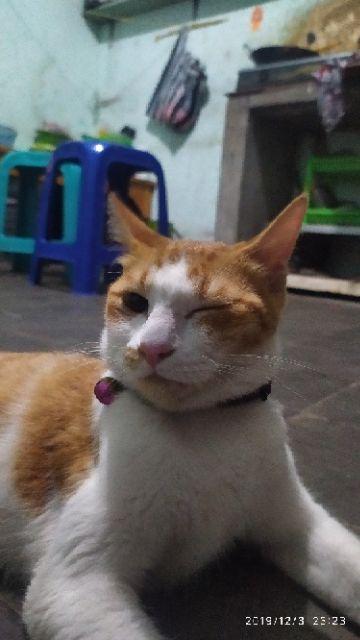 Magnet Neodymium Coin Diameter 8 Mm Diameter 2 Mm Kuat Super Strong