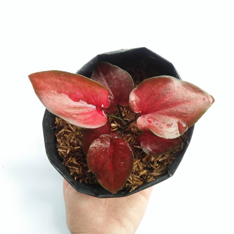 tanaman hias caladium thailand red