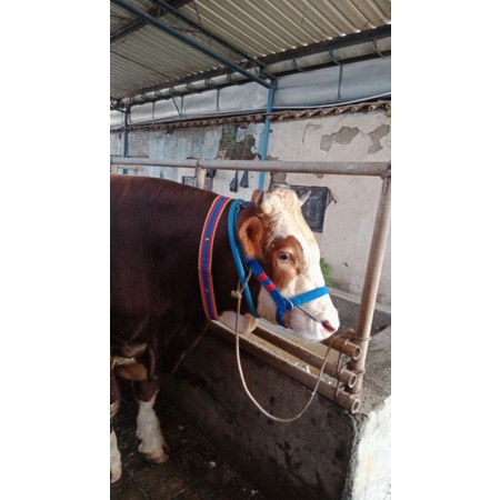 

IKAT KEPAL SAPI/BRANGUS [COD]